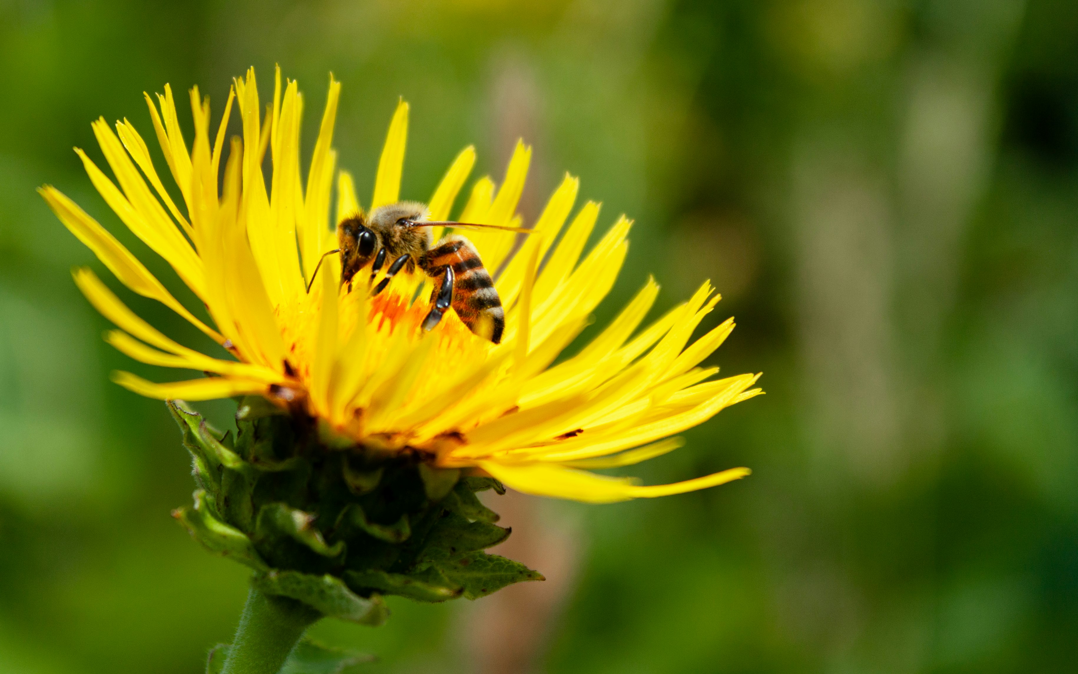 yellow and black bee on yellow flower